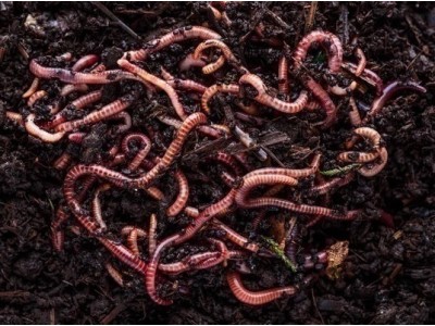De ultieme gids voor het kopen van wormen voor composteren en tuinieren